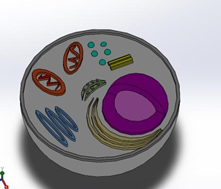 Biological Models
